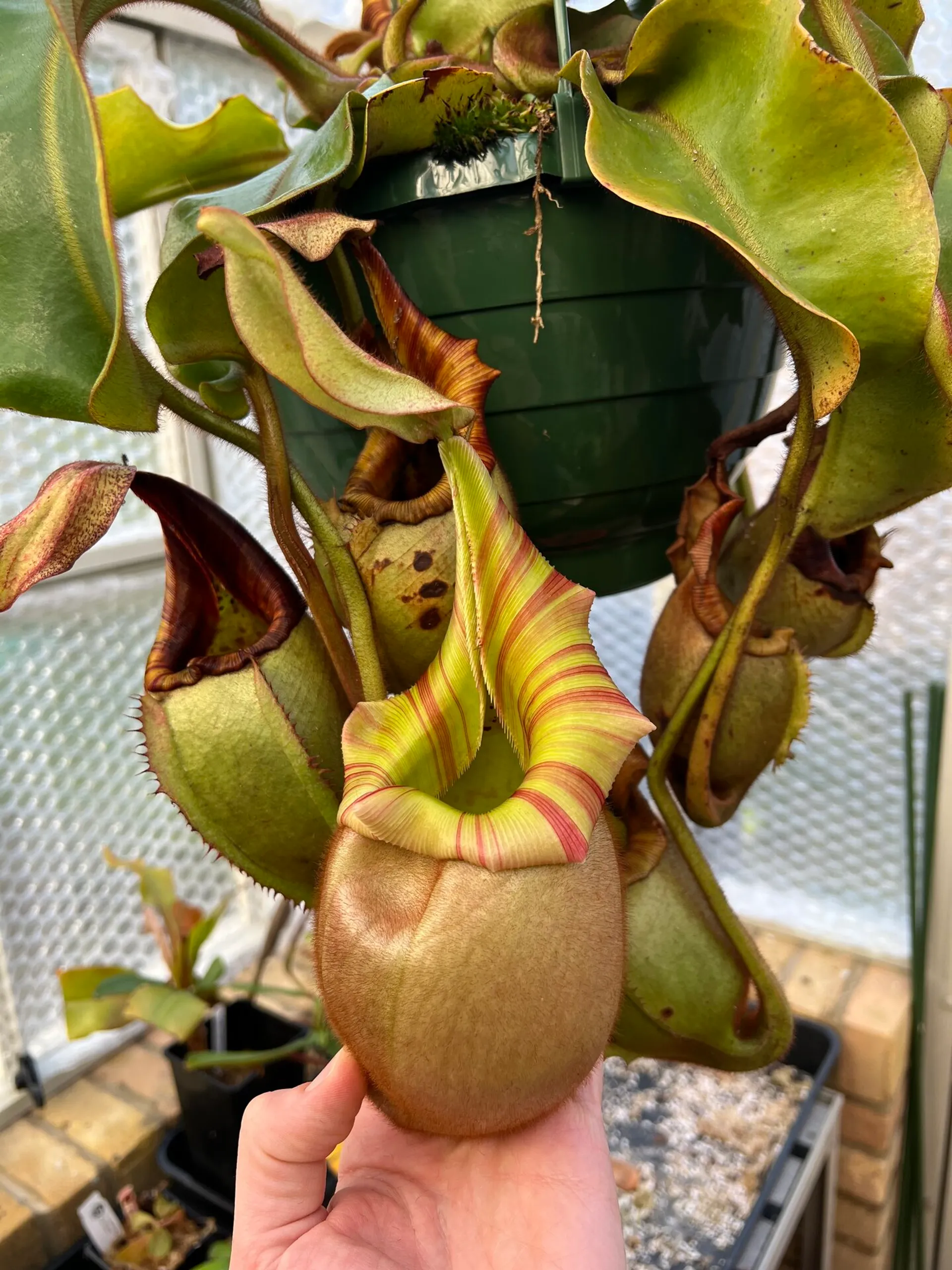 P.veitchii limited species 3 edition④ veitchii Limited species 3rd edition OC（Yahoo!オークション